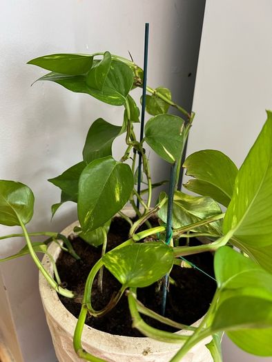 Pothos with pot