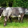 5x Maiden Heifers Image 8