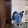Pets Image 4