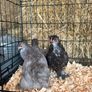 pekin bantams Image 6