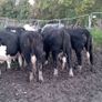 14 quality hereford bullocks,lots 317 to 321 Image 3
