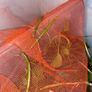Indian Stick Insects Image 3