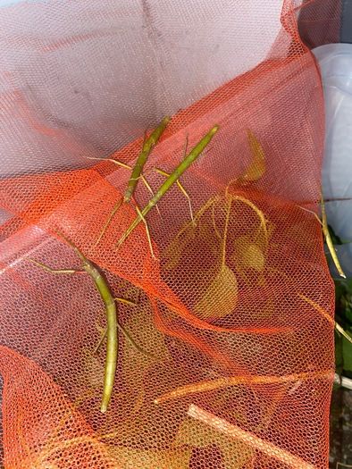 Indian Stick Insects