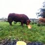 Beef bull Image 4