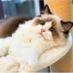 Yoyo is a cat