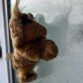 Vintage ALF Cling on Image 2