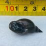 1 x Great Pond Snails, Lymnaea Stagnalis, Freshwater Snail, Pond and Tank Clean Up Image 4