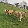 Ballinrobe special sale of Hiltex and Texel cross Image 4