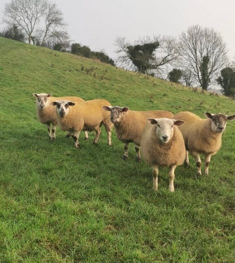Ballinrobe special sale of Hiltex and Texel cross