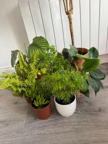 7 plants for 35