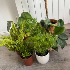 7 plants for 35