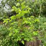 Mulberry Tree Image 2
