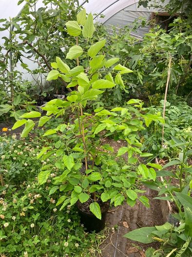 Mulberry Tree