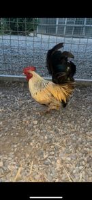 Bantam Roosters