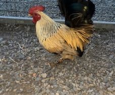 Bantam Roosters
