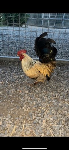Bantam Roosters