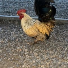 Show Bantams