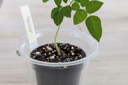 Starfruit tree seedlings