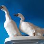 Ducks - Large Image 5