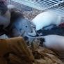 baby pet rats Image 5