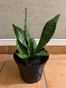 Snake Plant