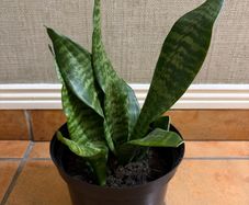 Snake Plant