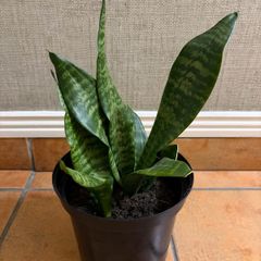 Snake Plant