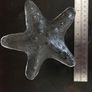 Glass Starfish Image 2