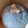 Blue Budda Bag Mini - Bean Bag Image 3