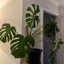 Monstera plant Image 2
