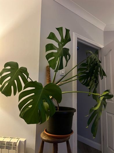 Monstera plant