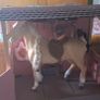 Our generation horse Image 2