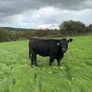 14 PBR Angus Maiden Heifers Image 6