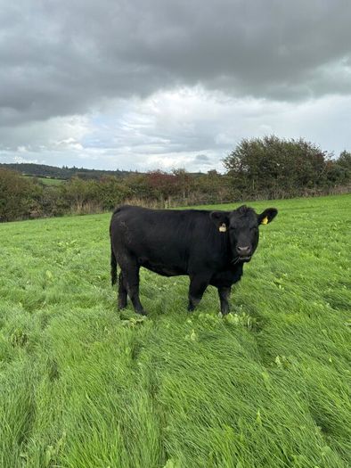 14 PBR Angus Maiden Heifers