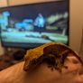 crested gecko Image 3