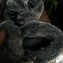 Black Skechers hiker snow waterproof ankle boots. UK 6. As new. Image 3