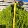Established Est. Lemon Cypress Conifer Plants (Ideal for Beds, Borders, or Pots) Image 2