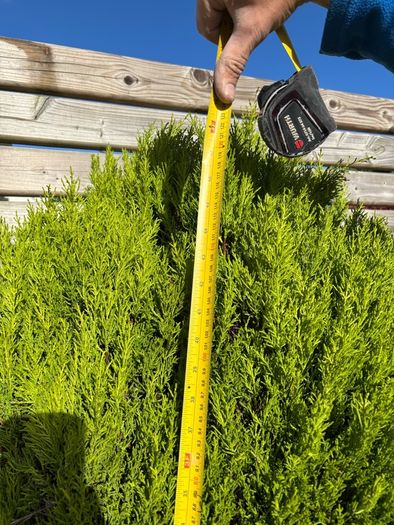 Established Est. Lemon Cypress Conifer Plants (Ideal for Beds, Borders, or Pots)