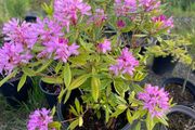 Rhododendron