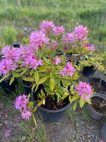 Rhododendron