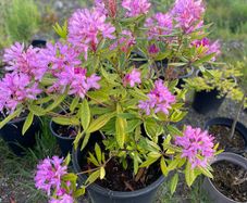 Rhododendron
