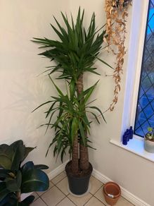 Yucca Elephantipes