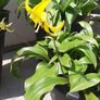 Yellow Avalanche Lily bulbs ( Erythronium grandiflorum ) Image 2