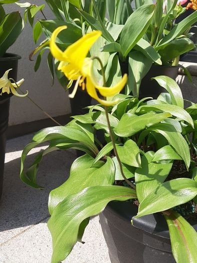 Yellow Avalanche Lily bulbs ( Erythronium grandiflorum )
