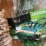 reptile accessories Image 2