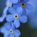 ForgetMeNot21