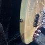 Mosrite Custom '65 Bass 1990's Image 9