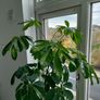 schefflera plant Image 5