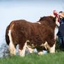 2 Serious Quality Simmental Bulls For Sale Image 2