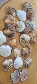 shells